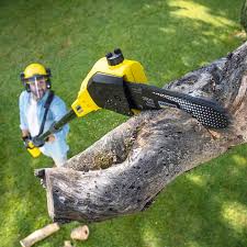 Best Tree and Shrub Care  in Dillsburg, PA