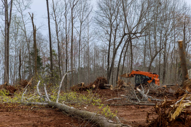 Best Tree Maintenance Programs  in Dillsburg, PA