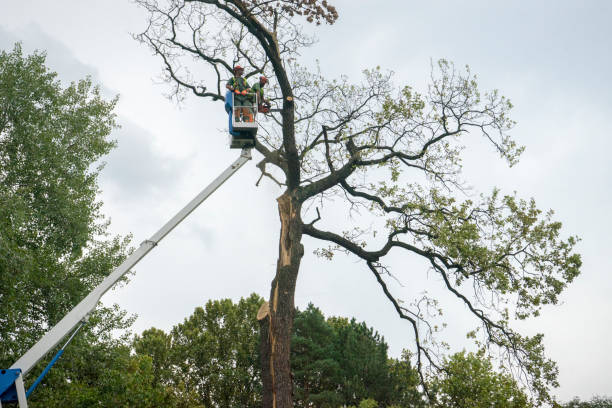 Best Tree Health Inspection  in Dillsburg, PA