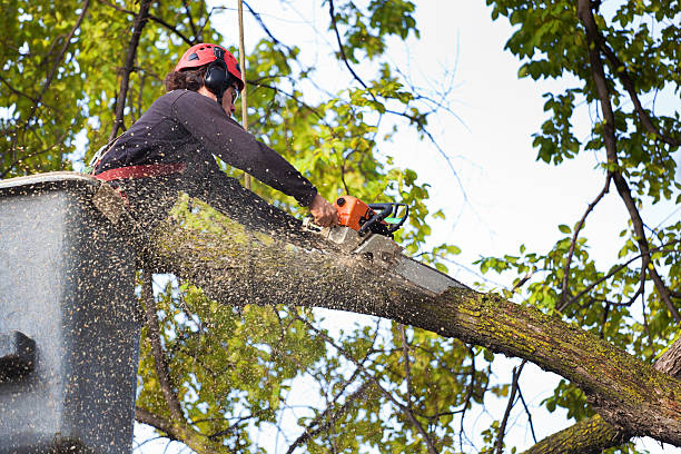 Best Emergency Tree Removal  in Dillsburg, PA