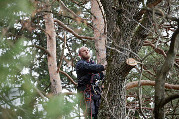  Dillsburg, PA Tree Care Pros