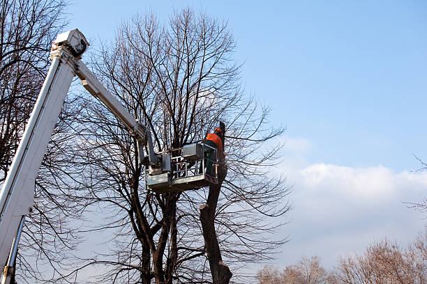 Best Hazardous Tree Removal  in Dillsburg, PA