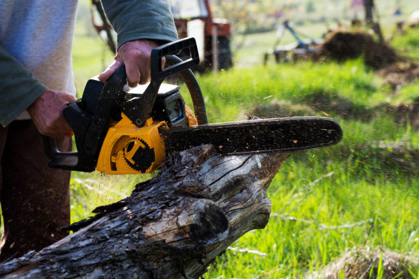 Trusted Dillsburg, PA Tree Care Experts