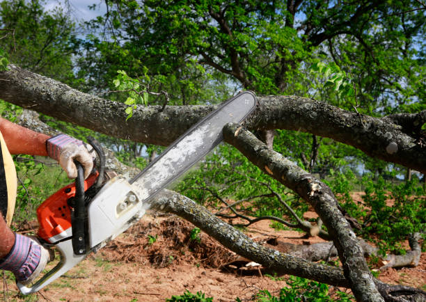 Best Fruit Tree Pruning  in Dillsburg, PA