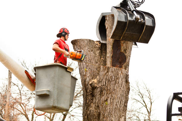 Best Tree Risk Assessment  in Dillsburg, PA