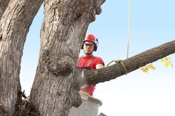 Best Tree Fertilization  in Dillsburg, PA